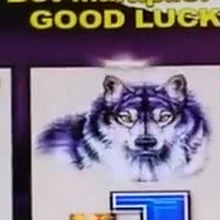 Buffalo pokie wolf symbol